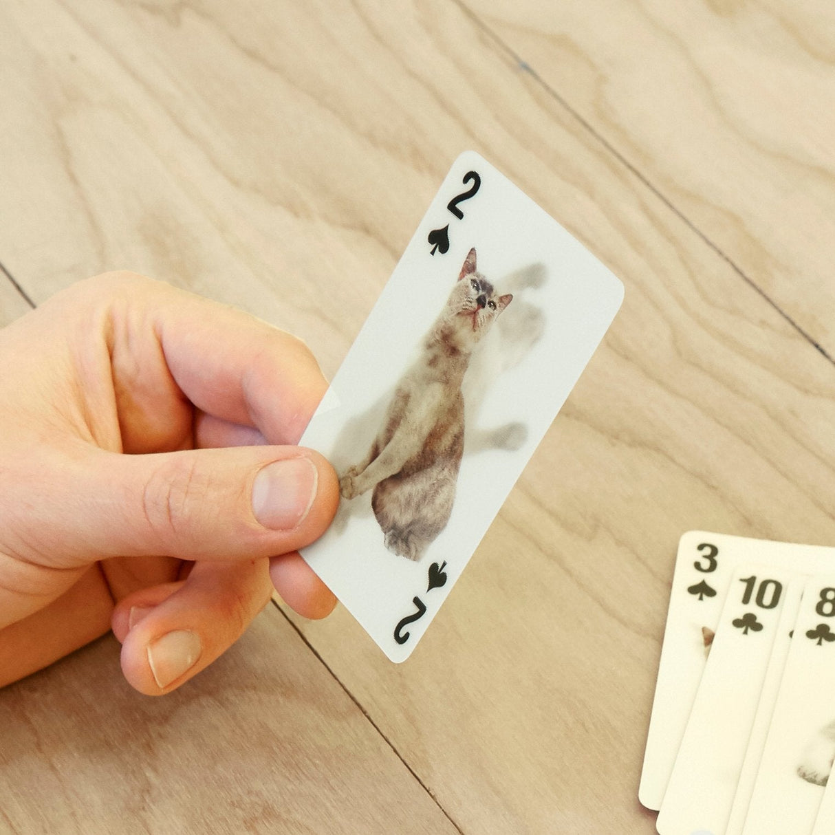 Cats 3D Cards