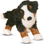 Miranda Bernese Mountain Dog