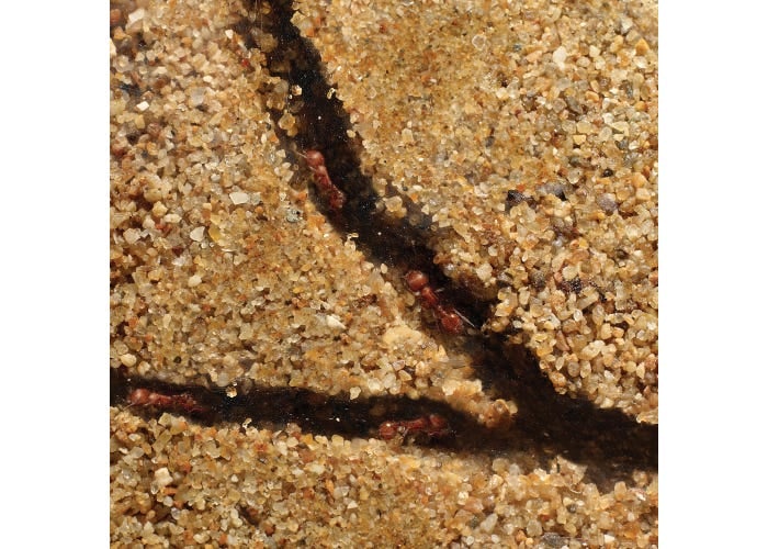 GeoSafari® Ant Factory™