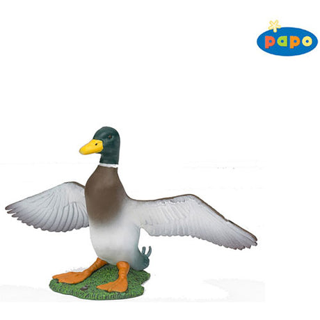 Mallard Duck