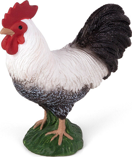 Cockerel