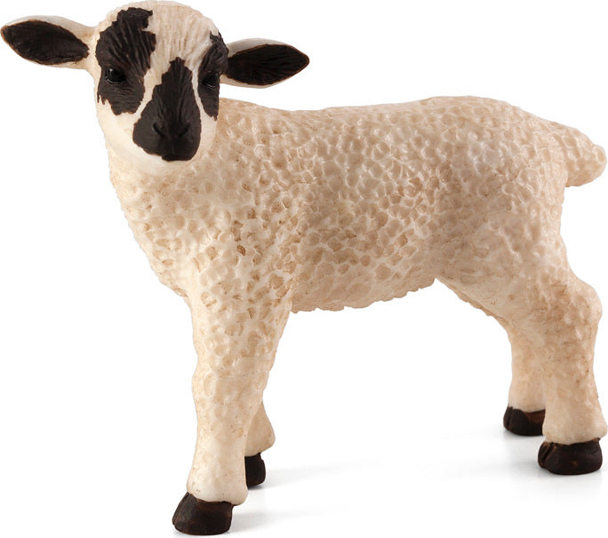 Black Faced Lamb Standing