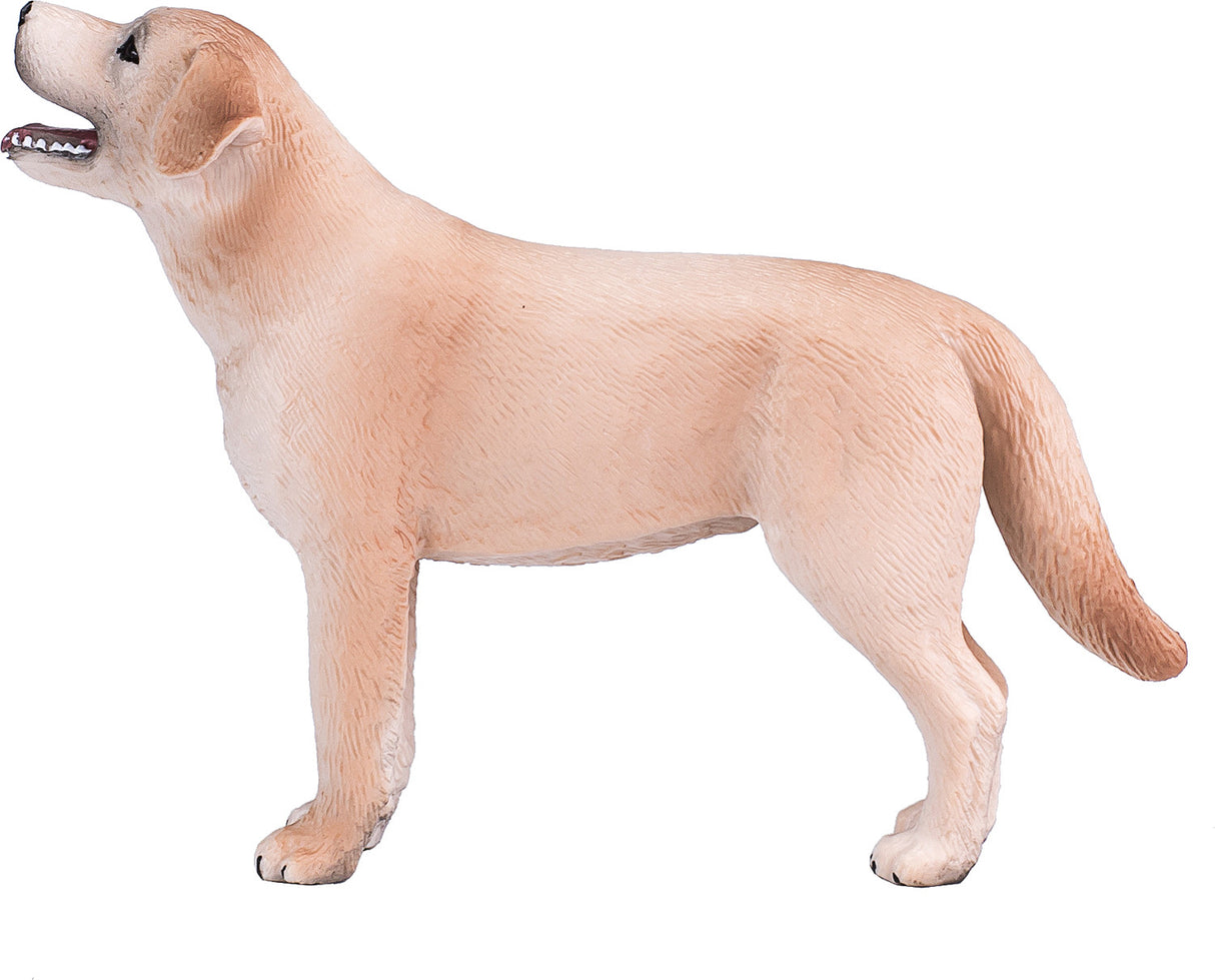 Labrador