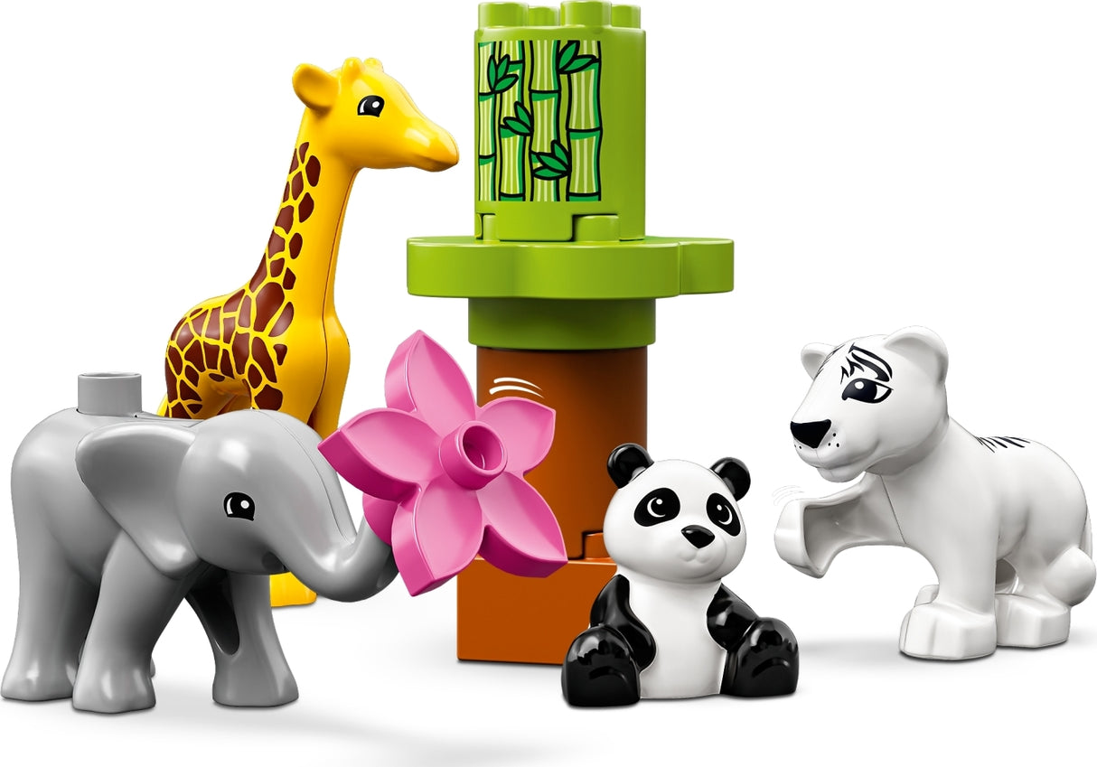 Baby Animals