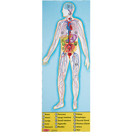 Human Anatomy Floor Puzzle - Double-Sided - 100 Pieces
