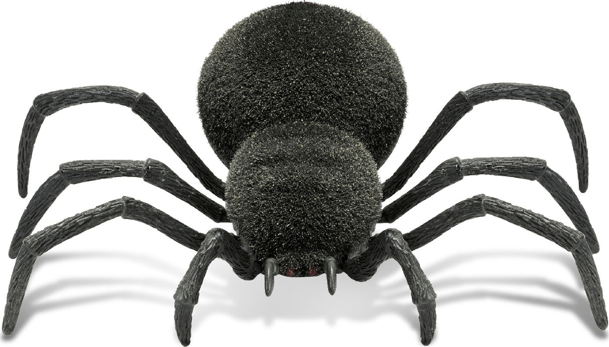 Spooky Spider
