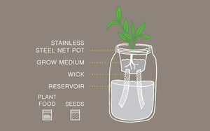 Garden Jar - Pansy