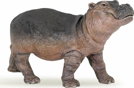 Hippopotamus Calf
