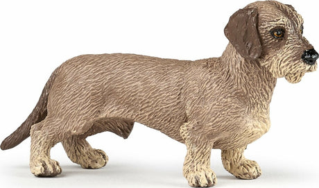 Dachshund