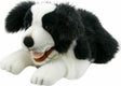 Playful Puppies - Border Collie