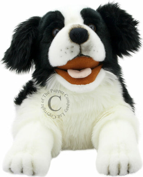 Playful Puppies - Border Collie