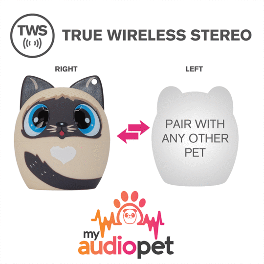 Audio Pet - Perfect Pitch Cat