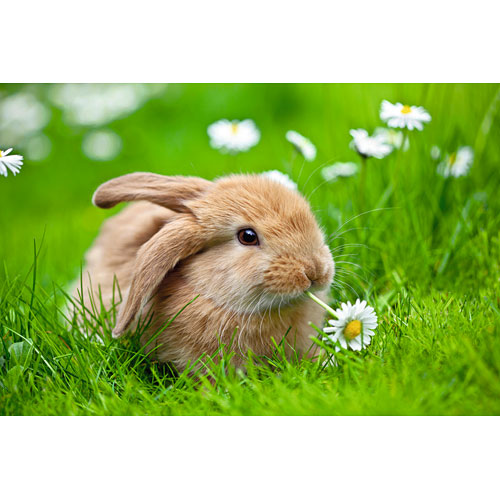 Adorable Bunny