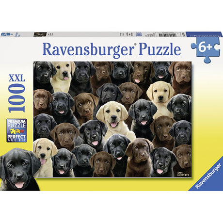 Labradors