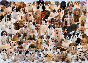 Dogs Galore! 
