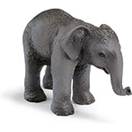 Asian Elephant Calf