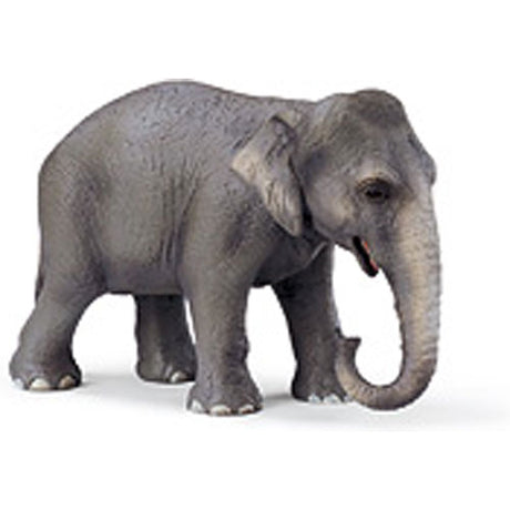 Asian Elephant, Female
