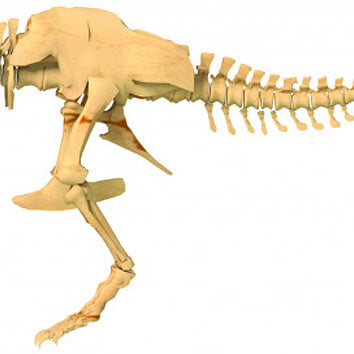 Giant Dinosaur Skeleton Kit