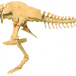 Giant Dinosaur Skeleton Kit